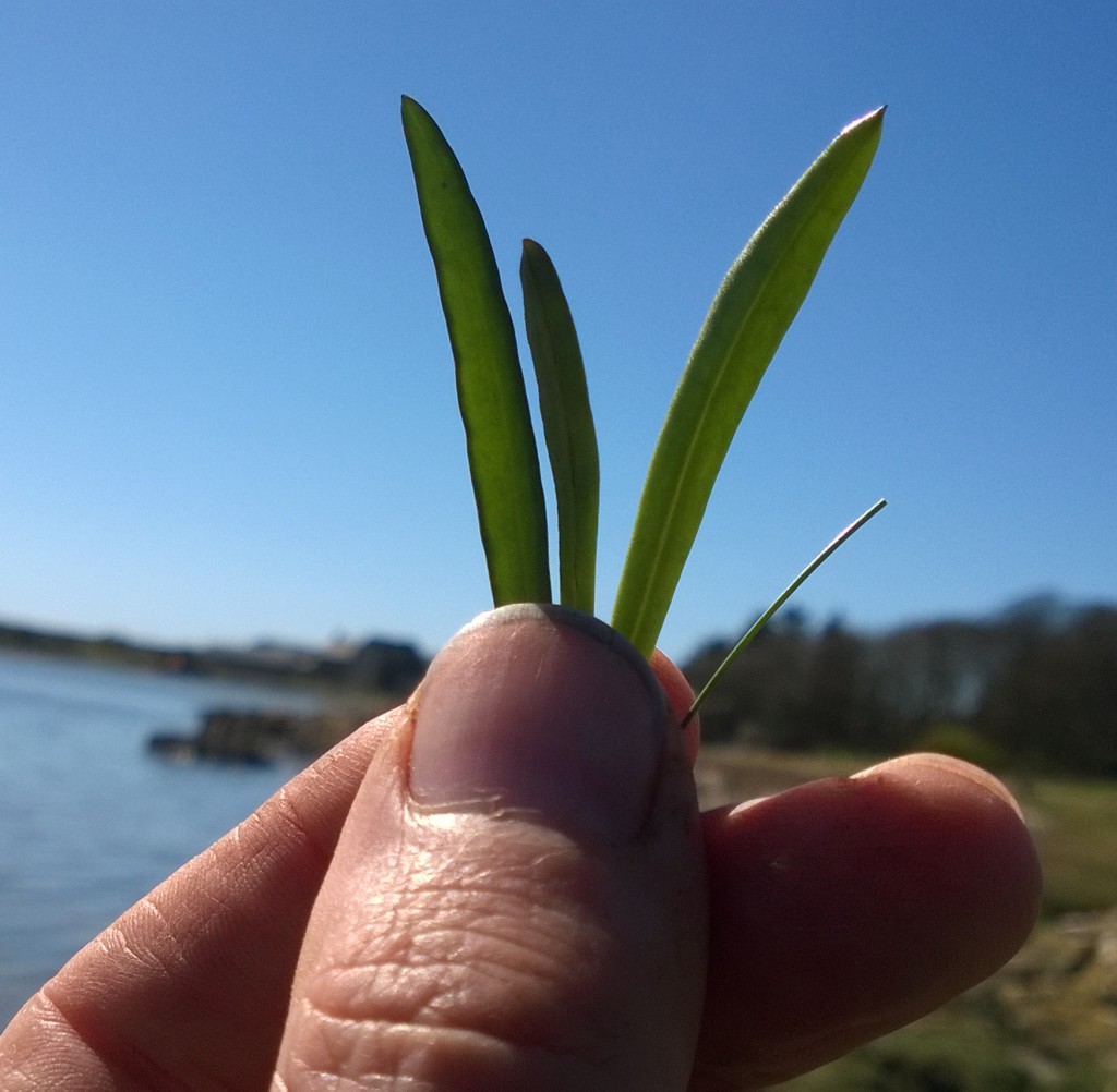 sea aster young shoots