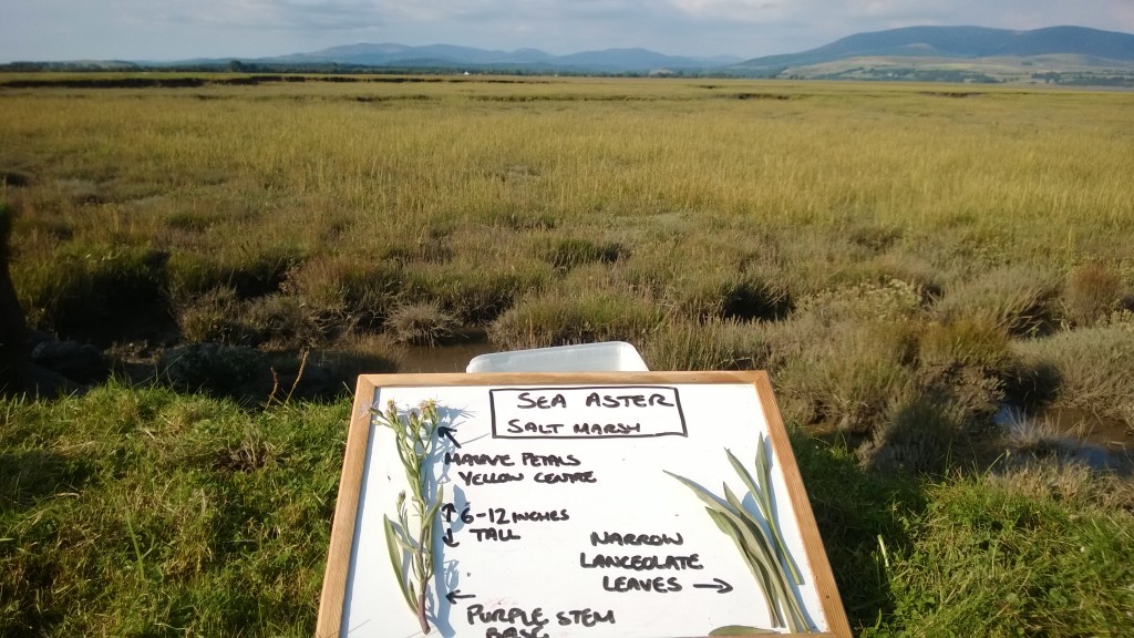 sea aster with habitat