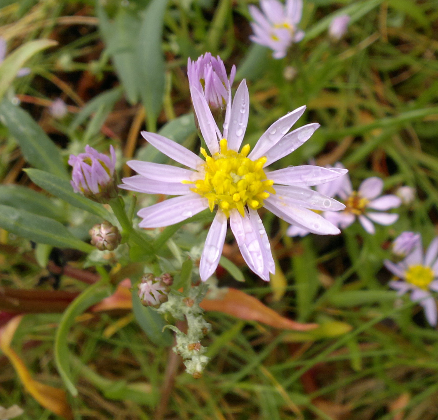 » Sea Aster Identification, Edibility, Distribution Galloway Wild Foods