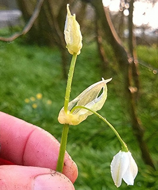 Few flowered leek - allium paradoxum