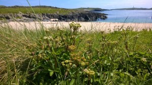 Scots lovage - an aromatic northern member of the carrot family - on Islay's Atlantic coast 