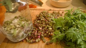 Making japanese knotweed and sweet cicely vodka. These 2 ingredients combine exceptionally well - try them in ice cream, jams, fools, cumbles too