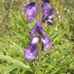 Monkshood - arguably UK's most poisonous plant