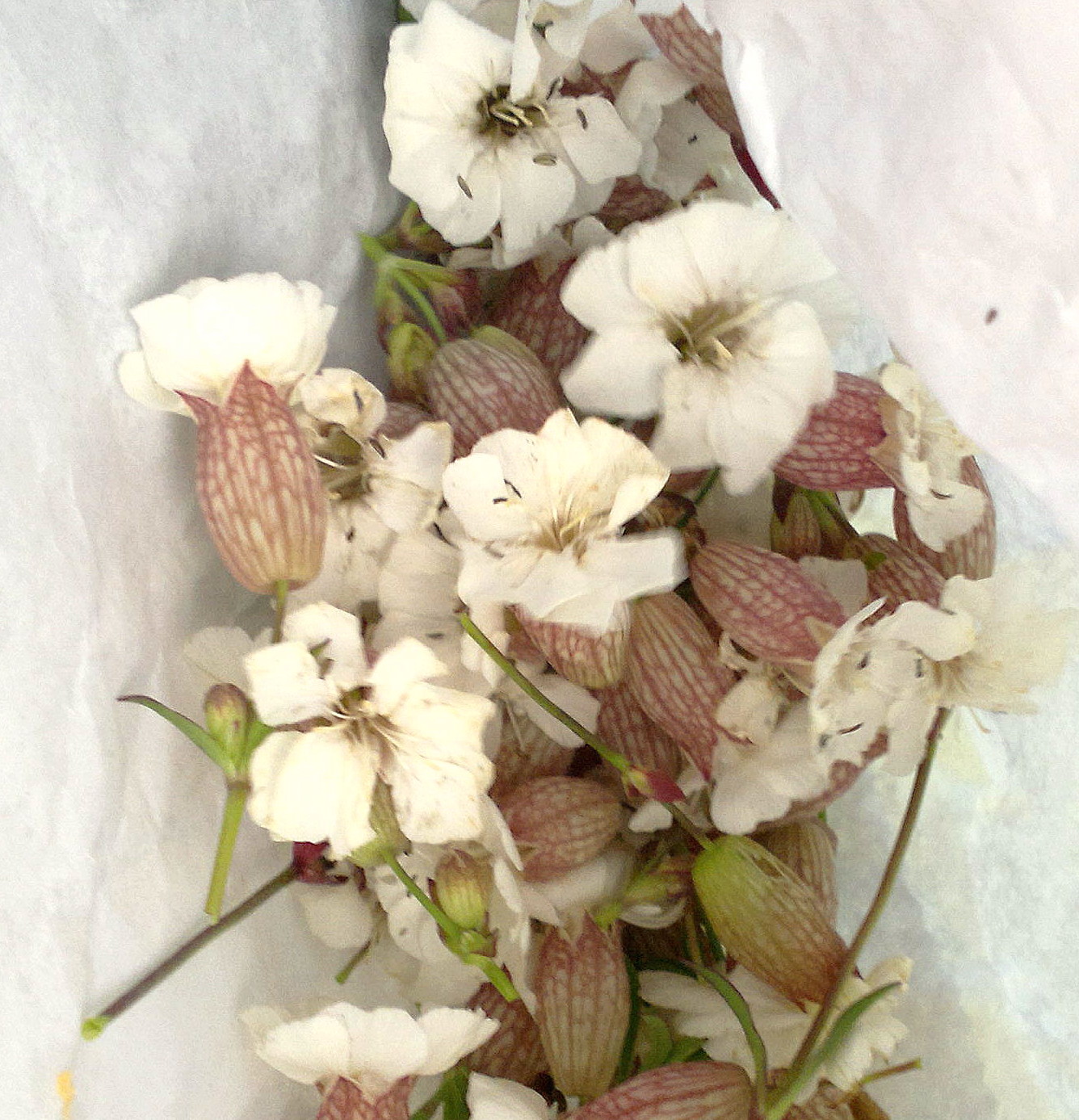  Sea Campion Edibility Identification Distribution Galloway Wild Foods