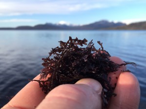 Pepper dulse, Skye Cuillin beyond