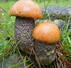 Orange birch bolete