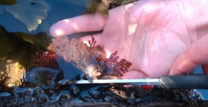 Harvesting pepper dulse