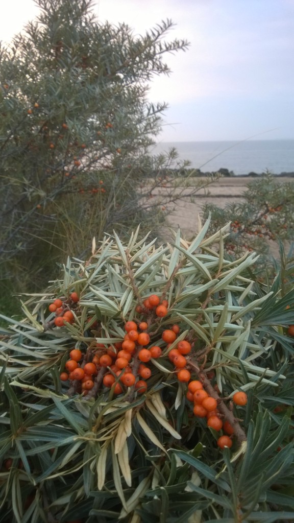 Sea Buckthorn