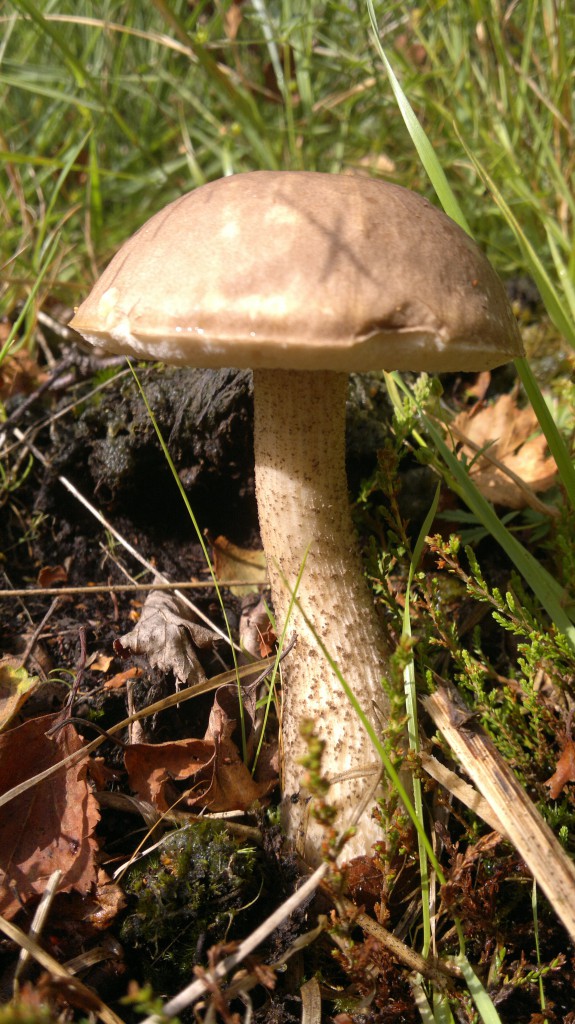 Brown Birch Bolete