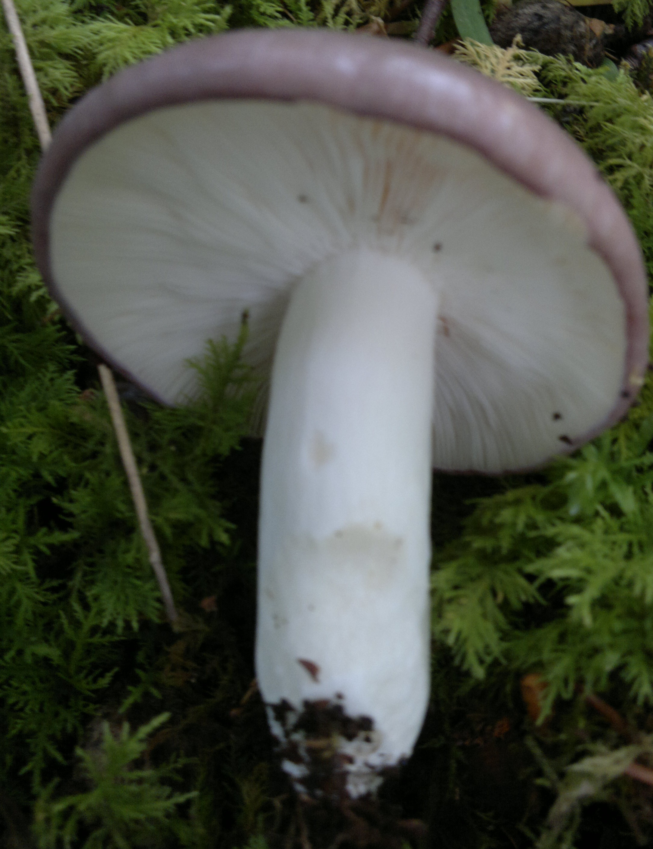 » Charcoal Burner Edibility, Identification, Distribution Galloway