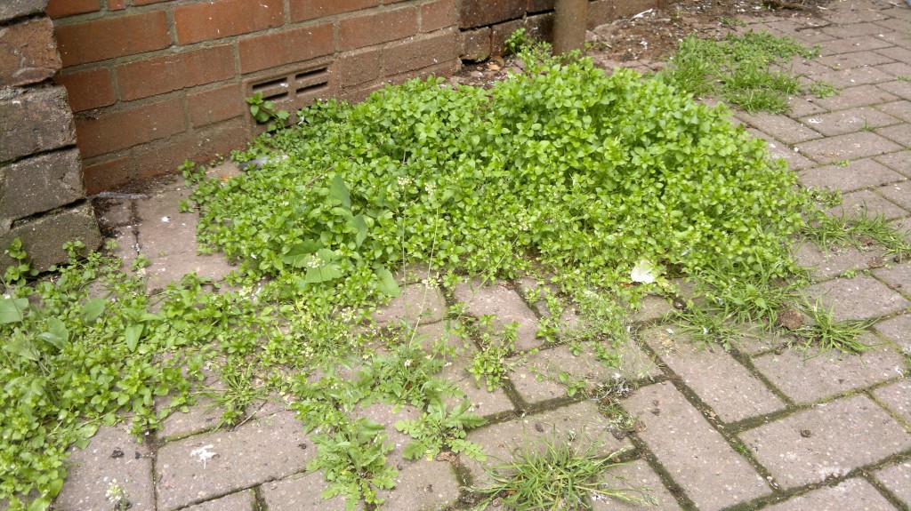 Chickweed is also common in urban environments - be aware of pollution!