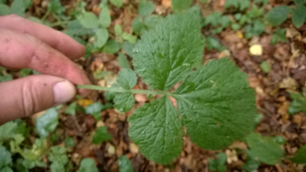 Wood Avens/Cloveroot