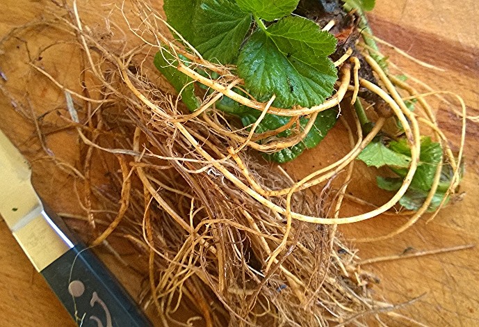 Wood avens root