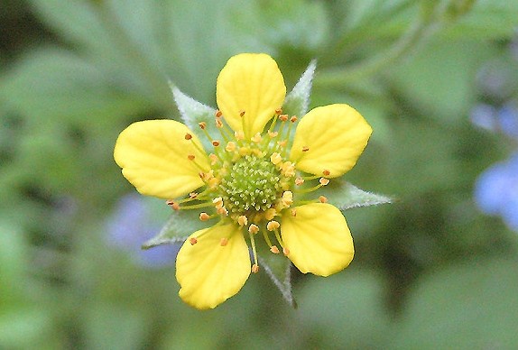 Wood avens flower