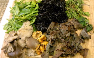 laver, foraging, wild food, winter, sea beet, oyster mushrooms, velvet shank, jelly ear, scurvy grass, stagshorn plantain