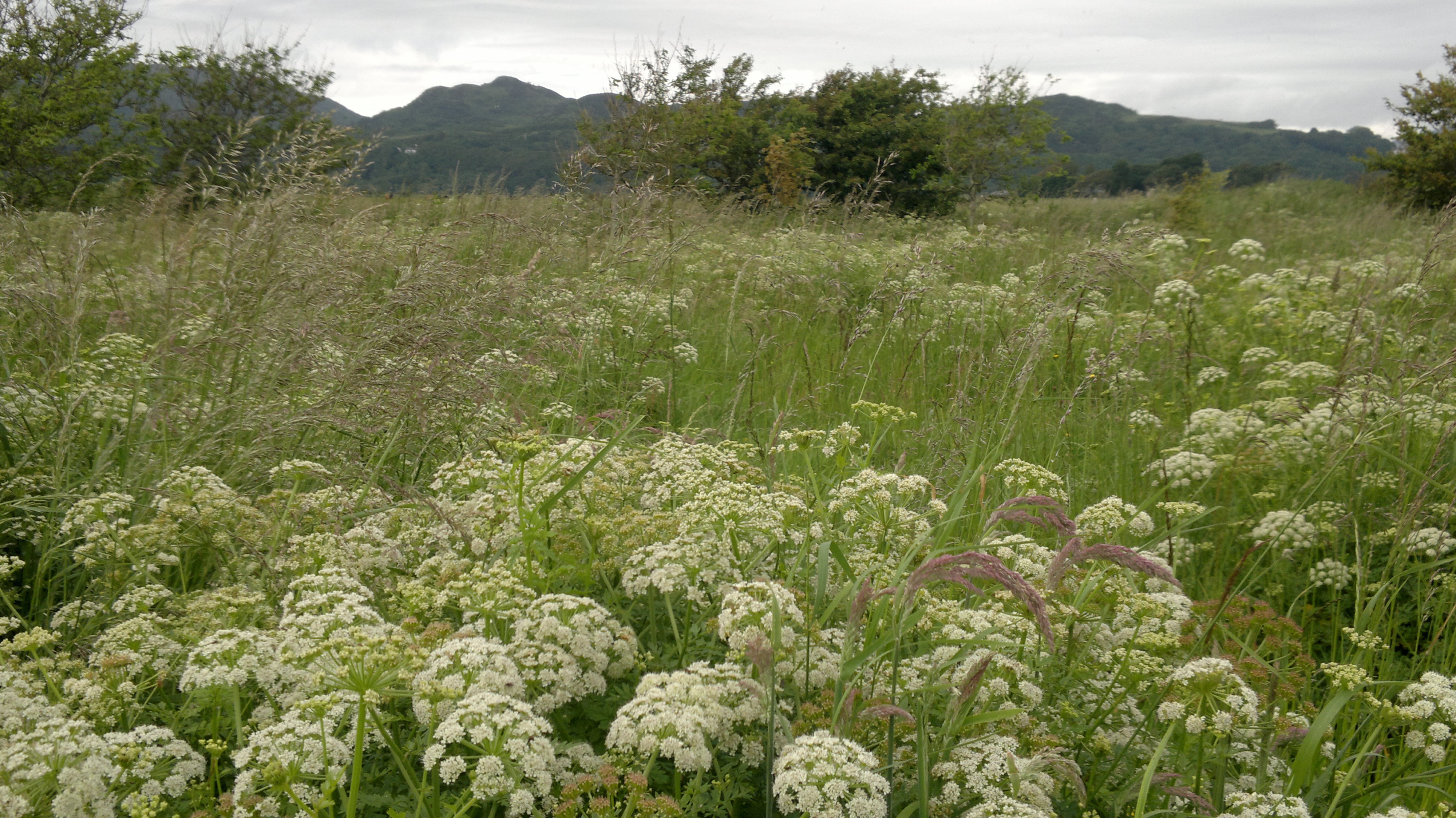 Poisonous plants hemlock waterdropwort Galloway Wild Foods
