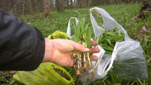 Few Flowered leek harvest