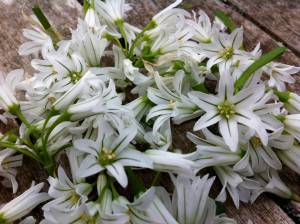 3 corner leek flowers (allium tiquertum). This image courtesy of John Rensten at Forage London