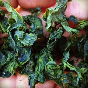 Sun dried sea lettuce