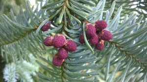 Noble fir needles and flowers add a pine-meets-grapefruit flavour