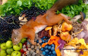 Autumn wild foods with roadkill squirrel
