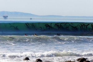 Large brown seaweeds are particularly high in alginates to help them ride the surf