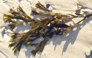 bladder wrack wiki