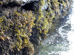 Channel Wrack Source: Wiki Commons