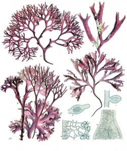 Carrageen (chrondus crispus) - Top L and Bottom L False carrageen (m.stellatus) Top R and Mid R Image: Wiki Commons