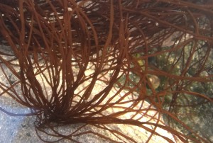 Dumont's tubular weed