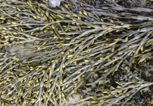 egg wrack close