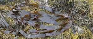 Oar weed, distinguished by its shorter, flimsy meristem Source: Wiki Commons