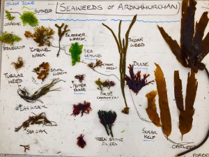 Seaweeds laid out to reflect tidal zonation