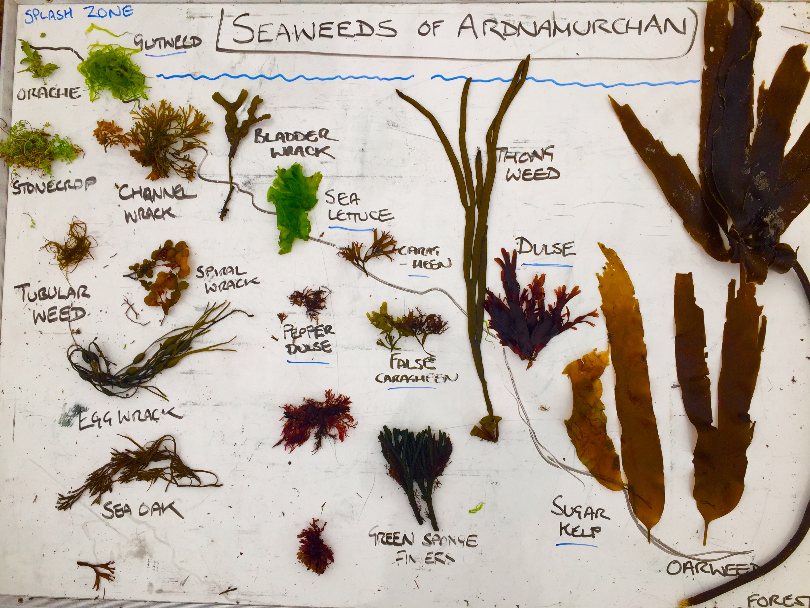 Seaweed Identification Chart