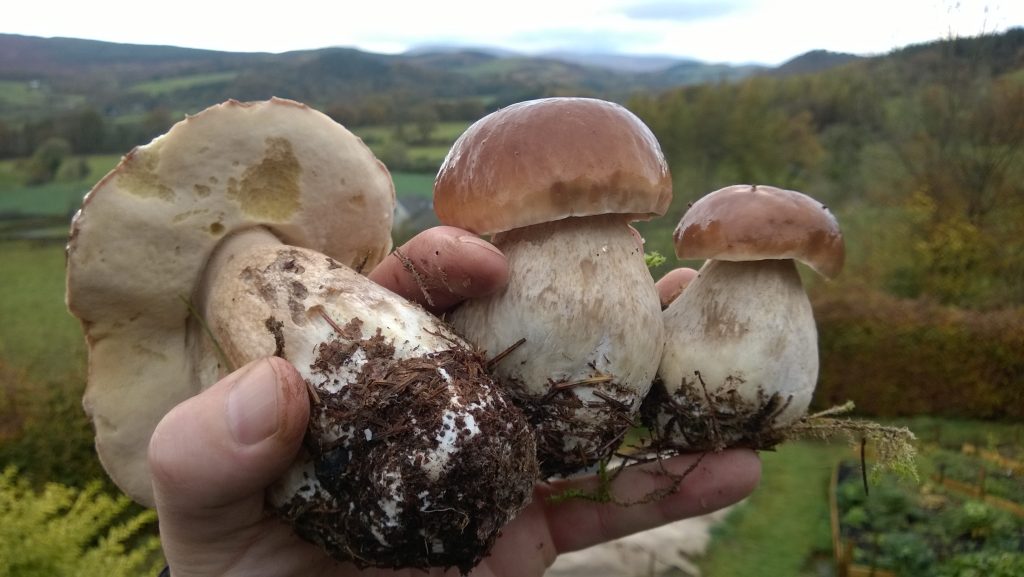 Cep Identification, distribution, edibility. Galloway Wild Foods