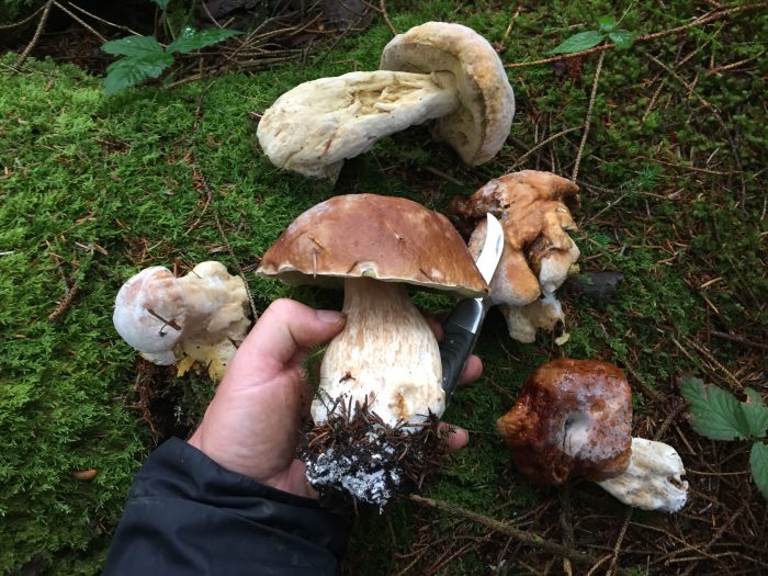 cep with carcasses