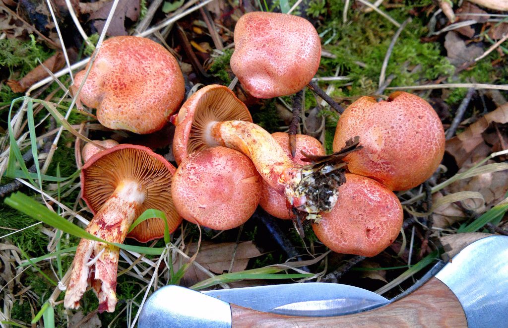 cortinarius bolaris