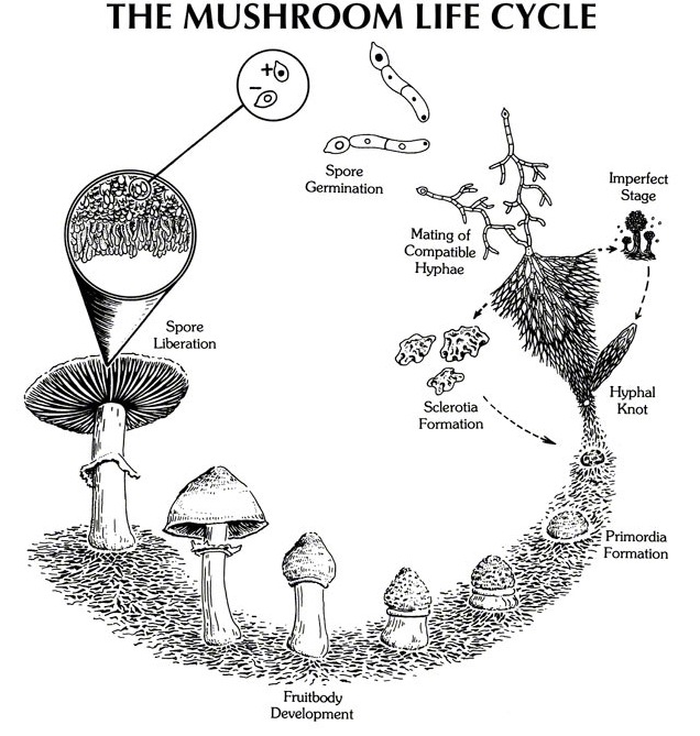 life-cycle