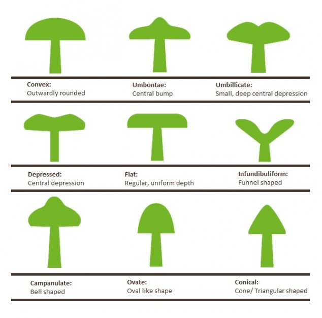 mushroom cap shapes