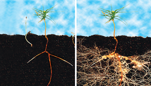 mycelium on sapling