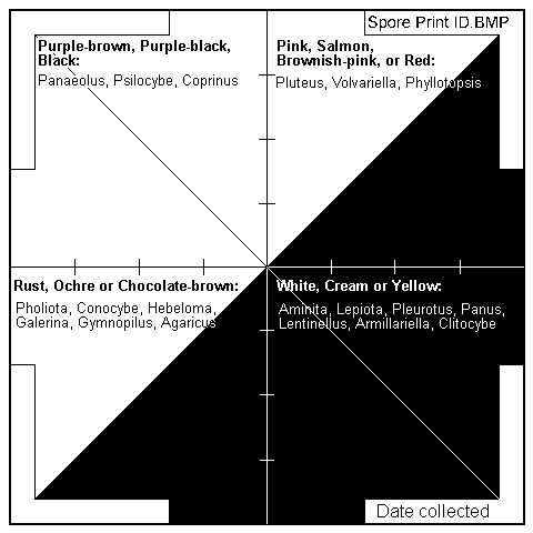 Handy printable spore print chart, with notes on spore colour groupings. Source: Wiki Commons