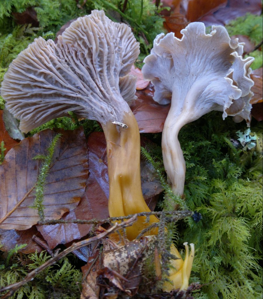 Golden chanterelle (craterellus tubaeformis) Right v Sinuous chanterelle (pseudocraterellus sinuosis) Left