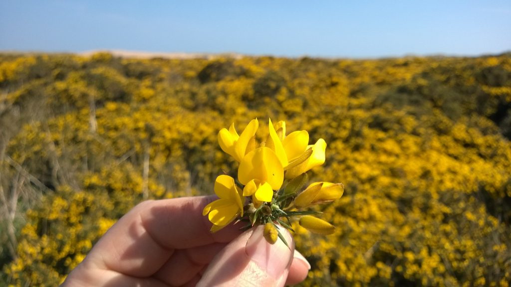 Gorse flower