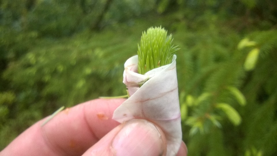 Fresh magnolia petals make great aromatic wrappers for other spring treats