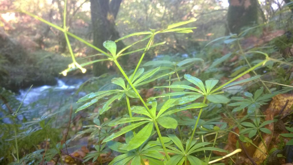 Sweet woodruff