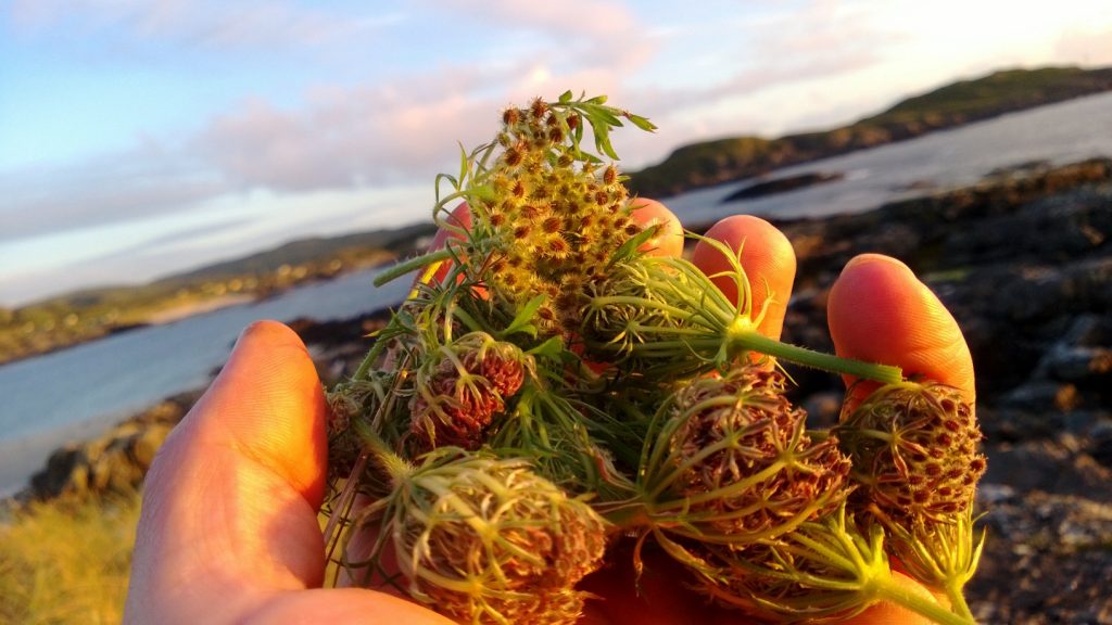 Wild Carrot seed head umbels are quite distinctive, folding up after flowering to "nest" the small hairy seeds