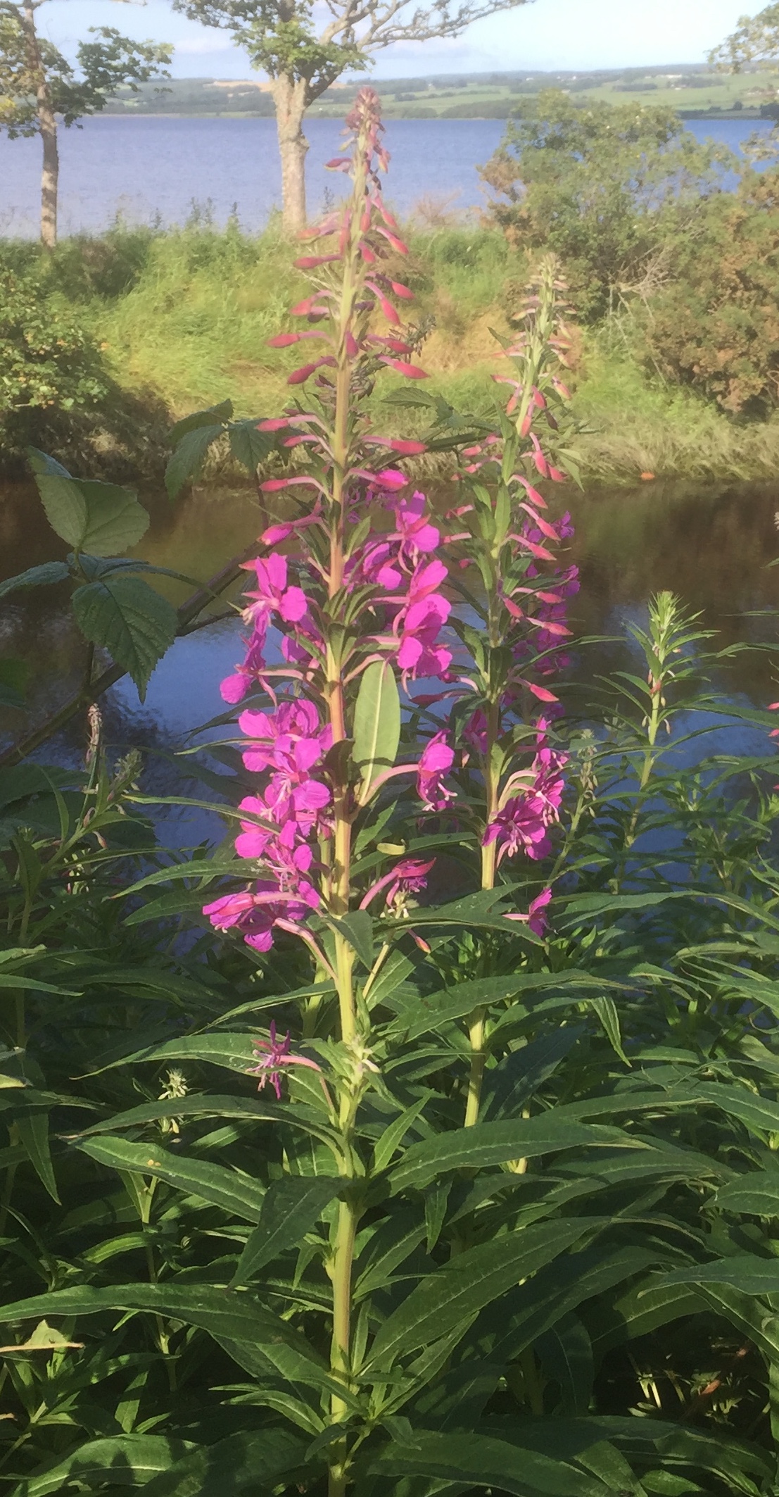 rosebay willowherb mature Galloway Wild Foods